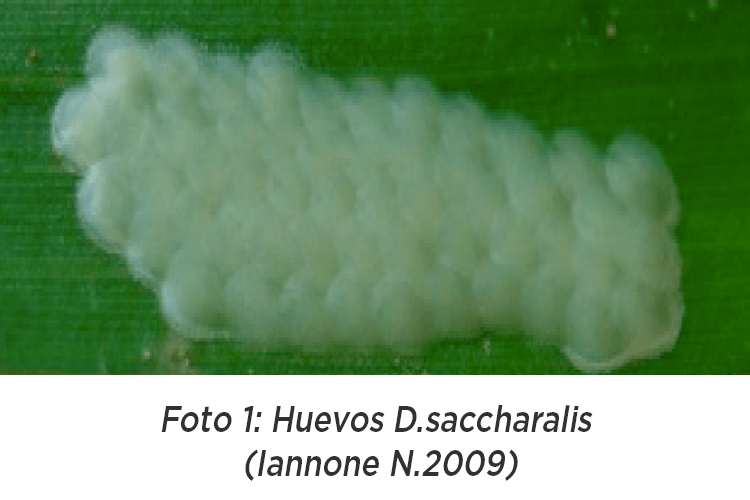 Barrenador Tallo Diatraea saccharalis Ciclo biológico Huevos
