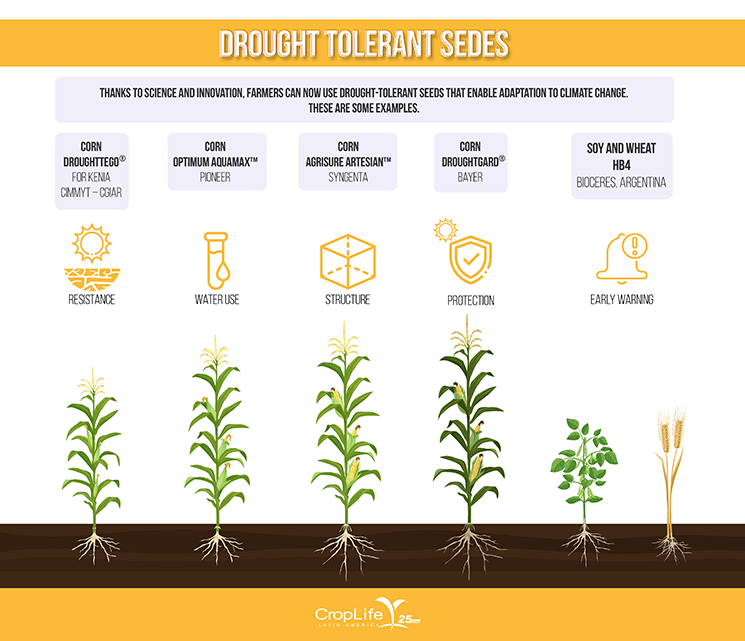 Perennial' rice saves time and money, but comes with risks, Science