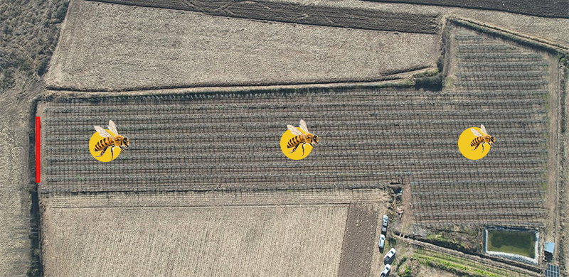 campo martillo numeros