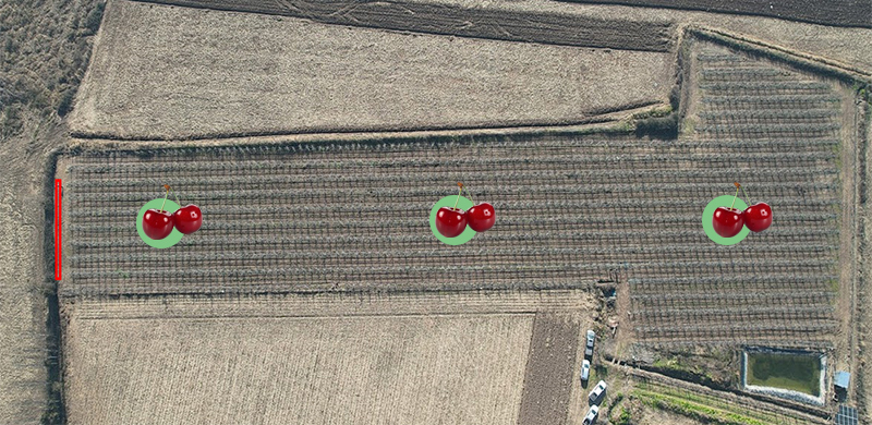 campo martillo numeros