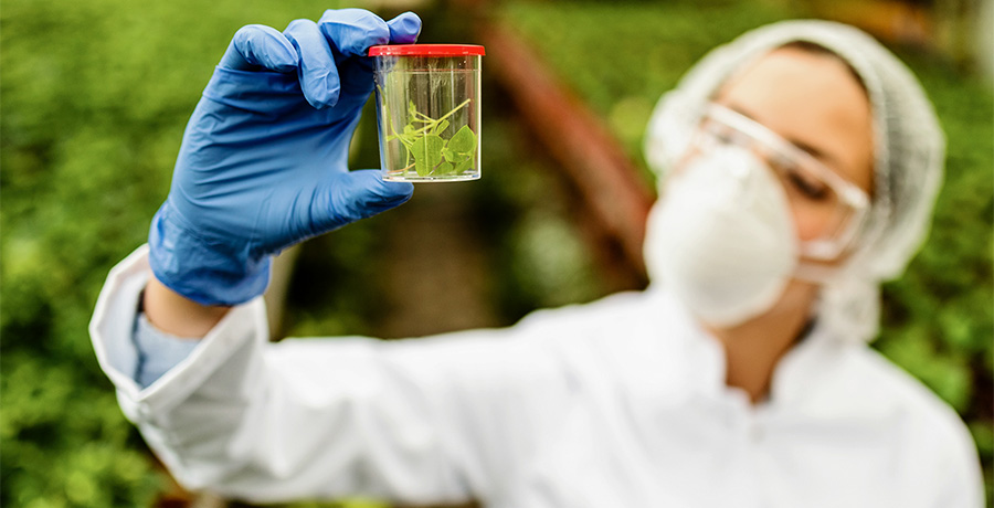 científica examinando plantas