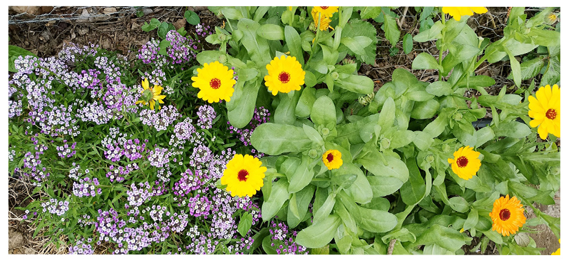 fotos bordes florales dos