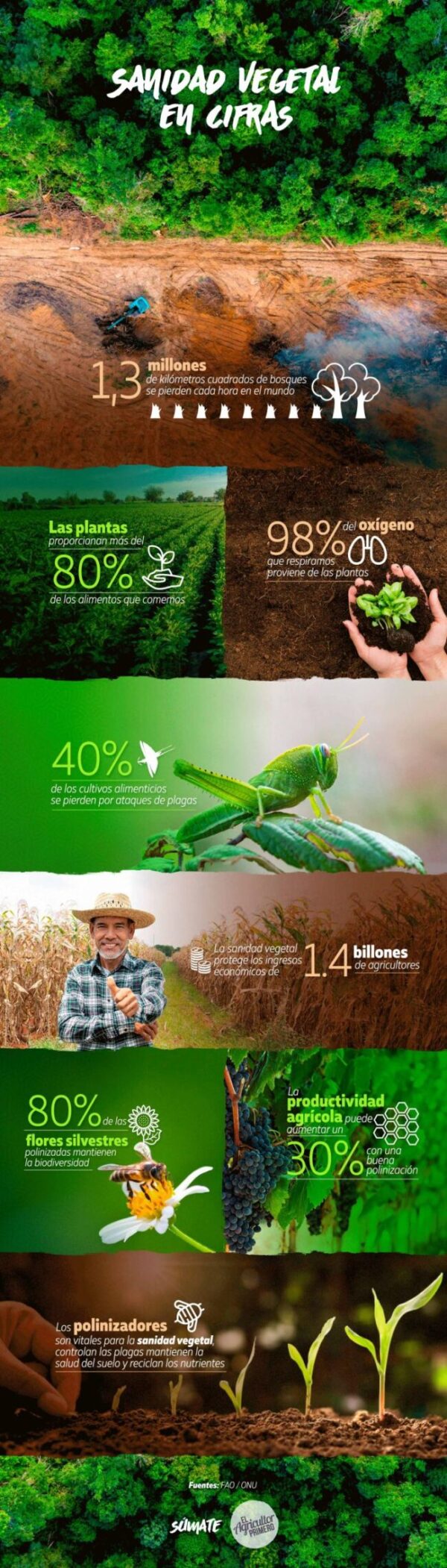 EAP Infografia Sanidad vegetal en cifras