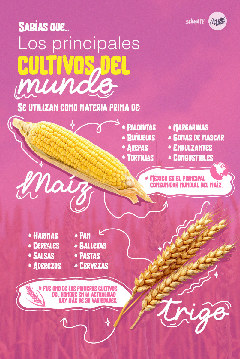 EAP info maiz