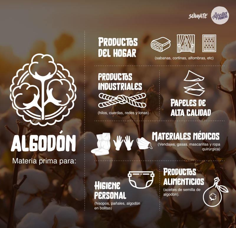 EAP infografia algodon2