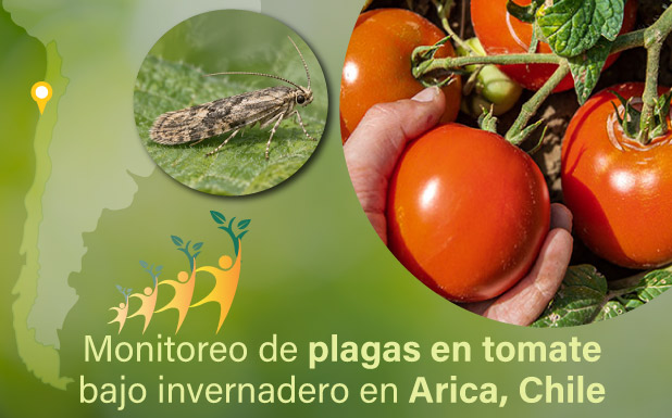 Monitoreo de plagas en tomate bajo invernadero en Arica, Chile Resultados de una experiencia de Agricultura Sostenible en Acción durante la temporada 2025