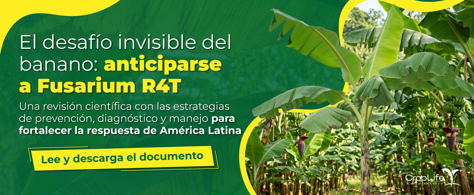 Fusarium R4T