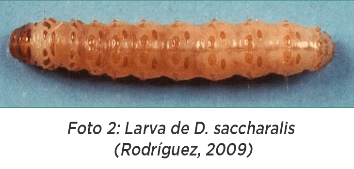 Barrenador Tallo Diatraea saccharalis Ciclo biológico Larva