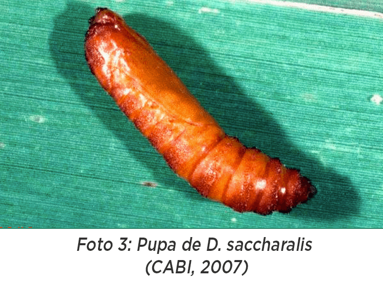 Barrenador Tallo Diatraea saccharalis Ciclo biológico Pupa Obtecta