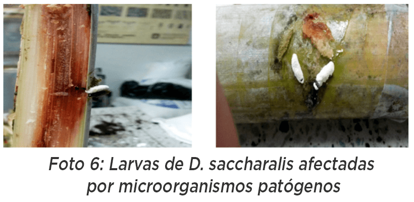 Barrenador Tallo Diatraea saccharalis Larvas