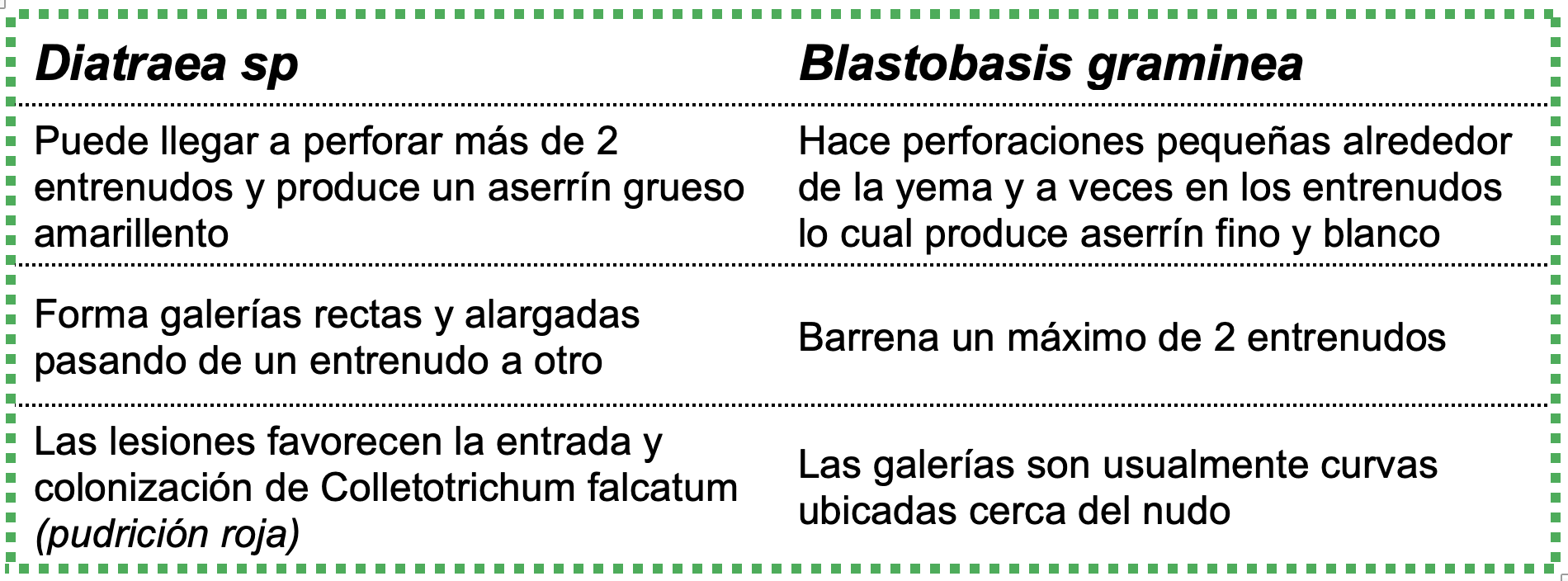 Barrenador Tallo: diferencia Diatraea sp. vs. Blastobasis graminea