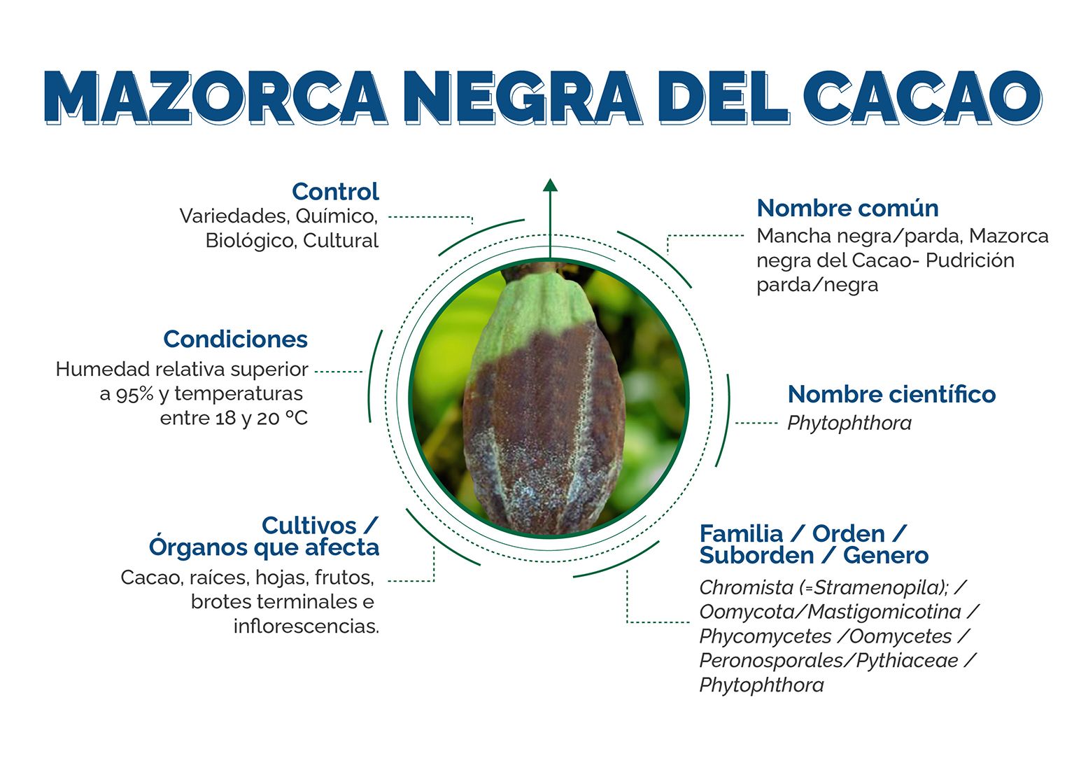 Infografía Marzorca negra del Cacao