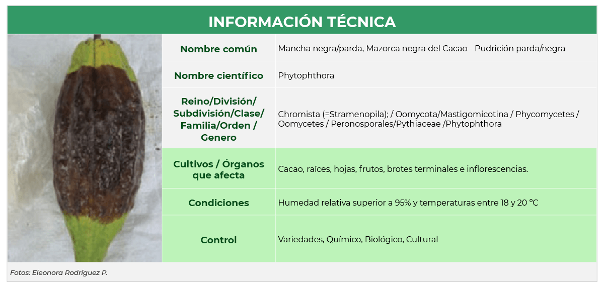 Información técnica cacao