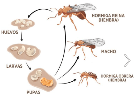 Ciclo Biológico Hormiga Arriera