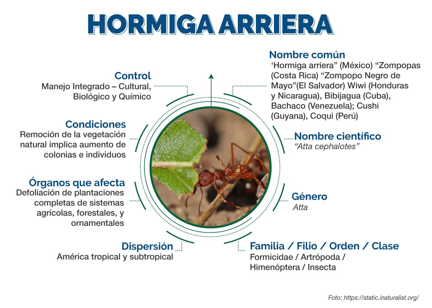 Hormiga Arriera Infografía