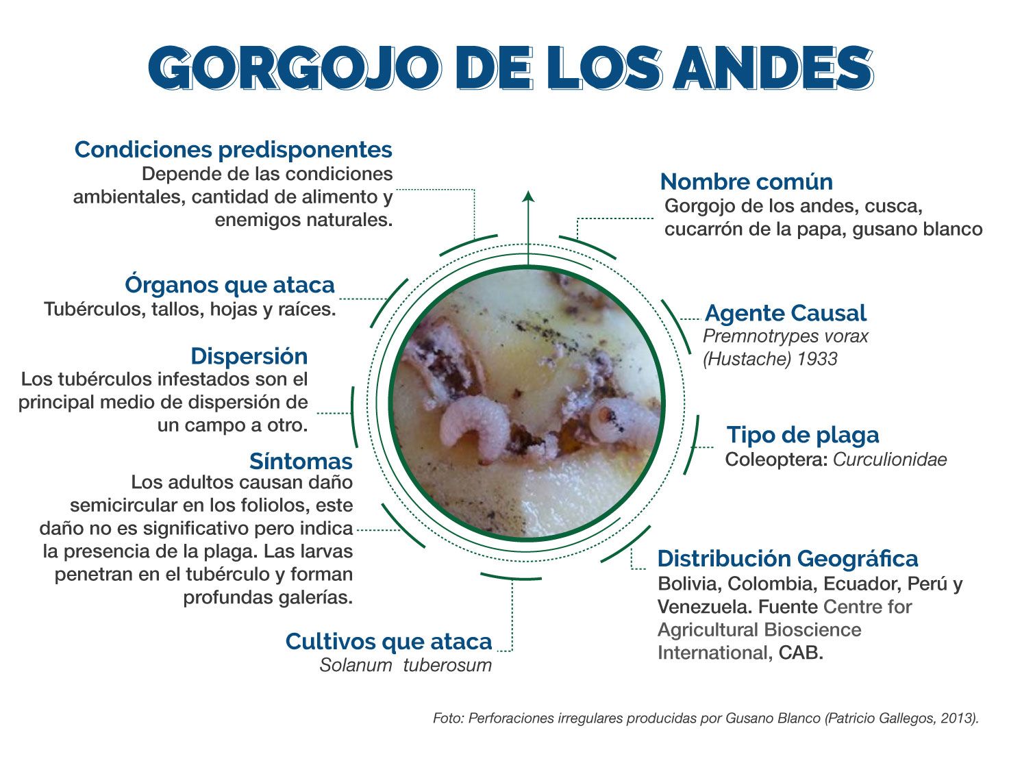 Infografía Gorgojo de los Andes