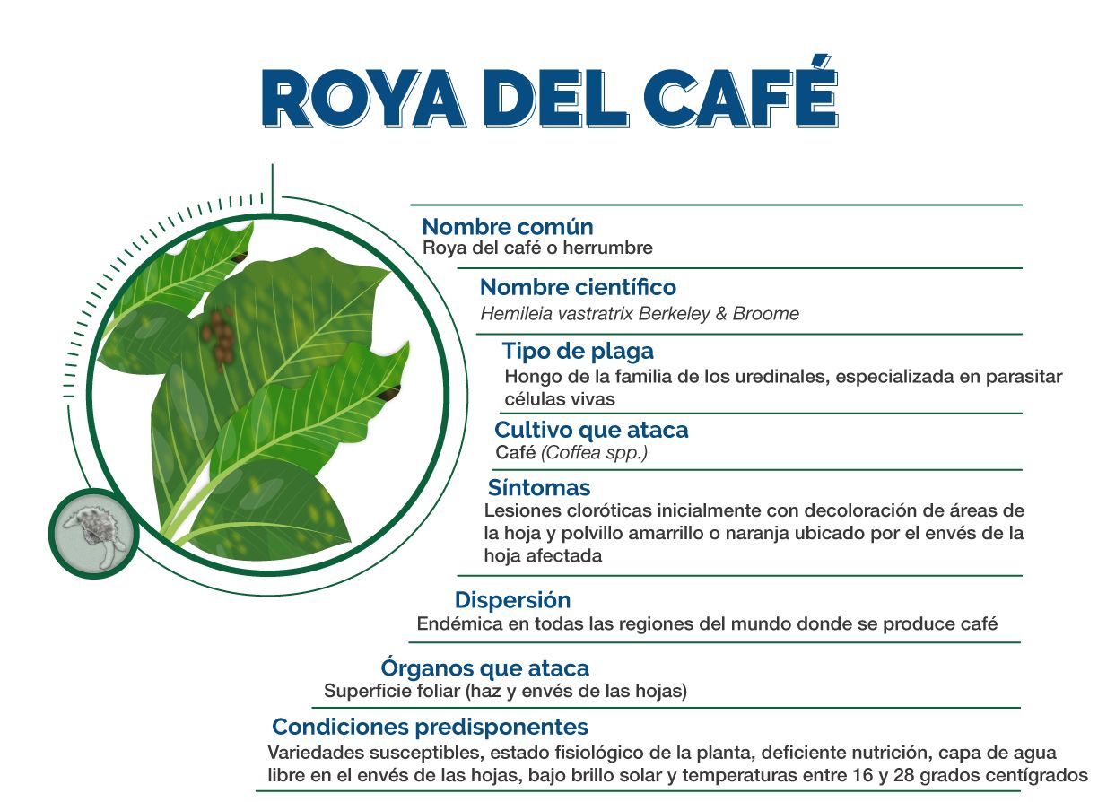 Infografía Roya del Cafe