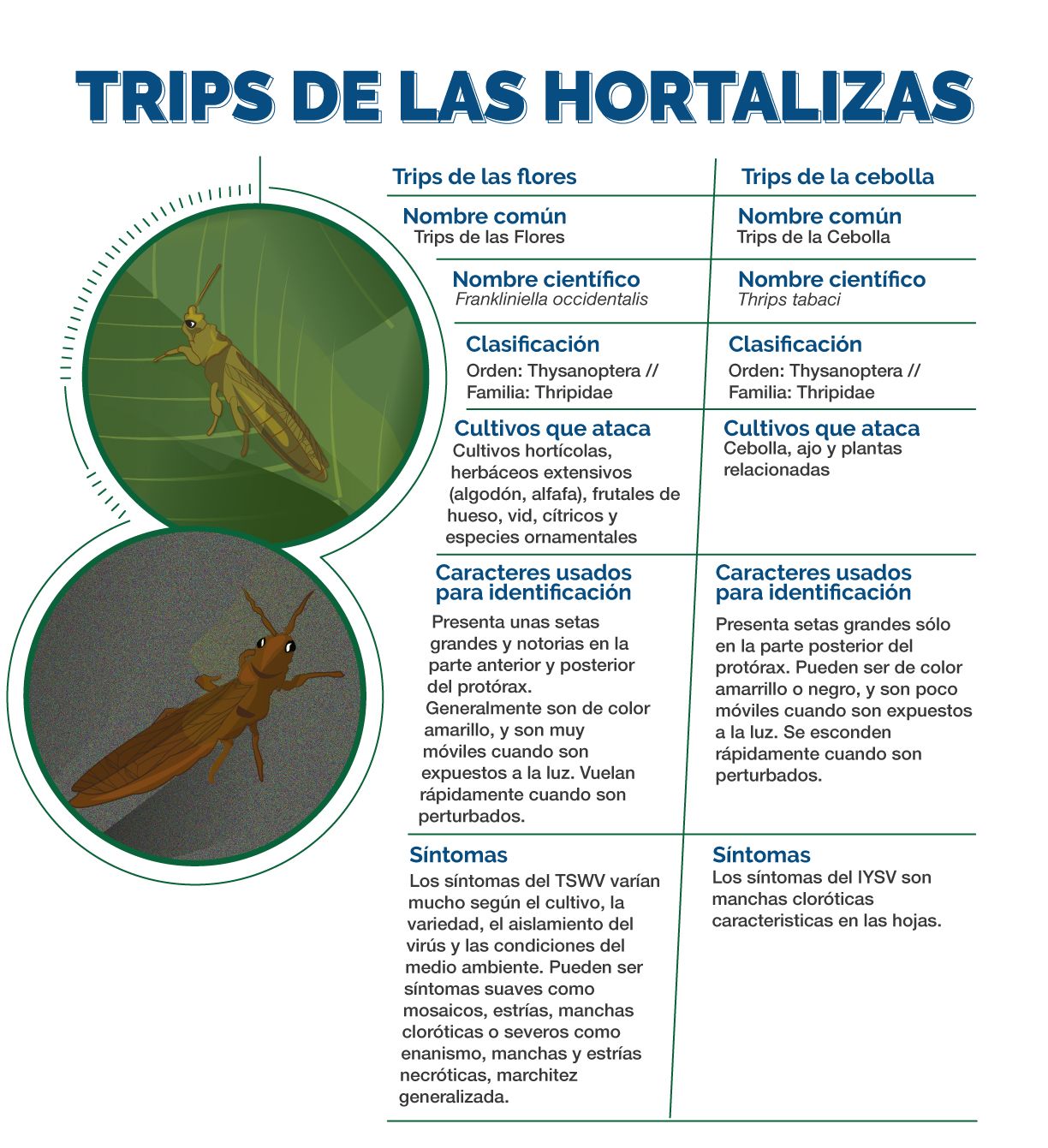 Infografía Trips de Hortalizas
