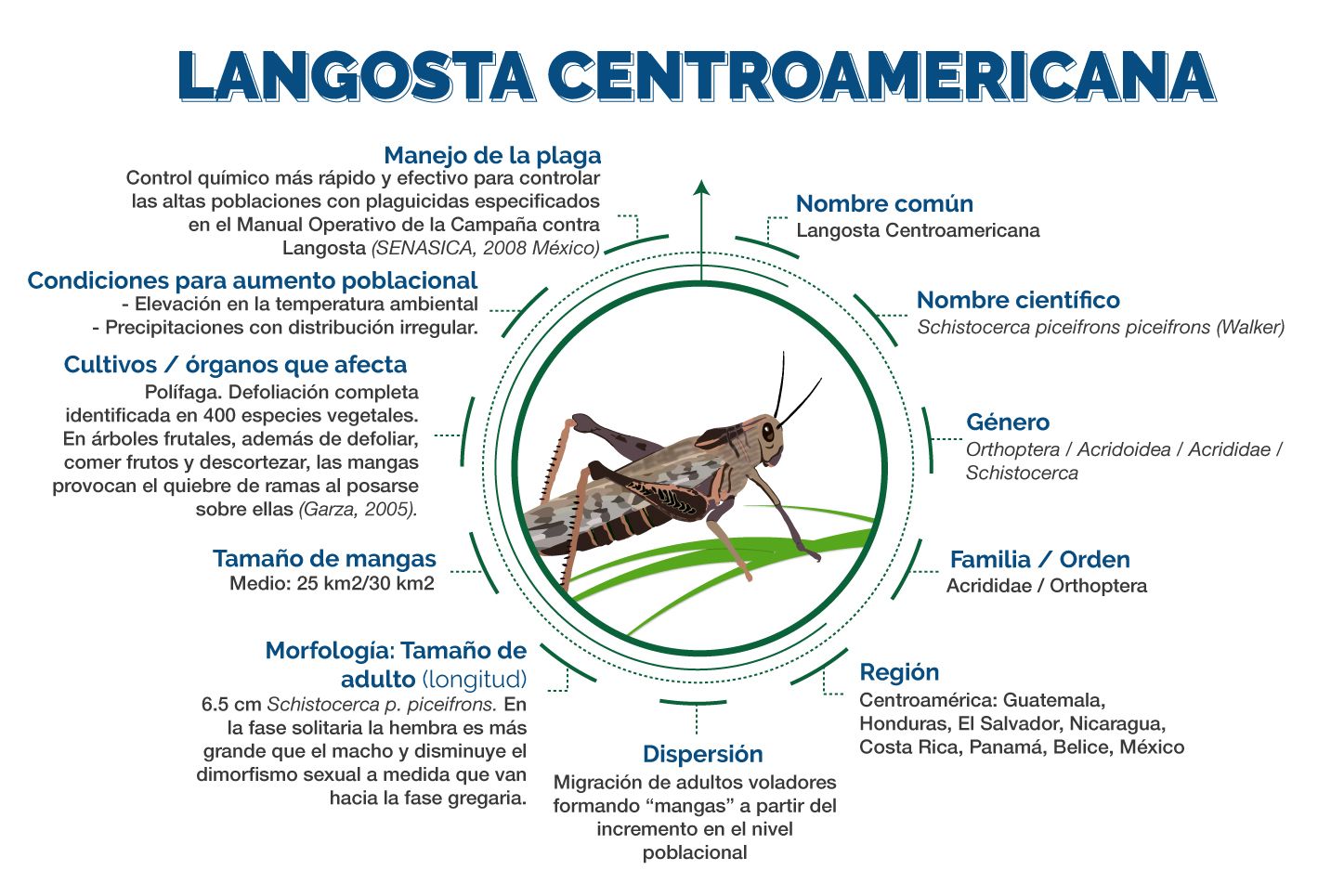 Infografía Langosta Centroamericana
