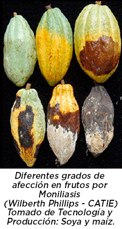 Diferentes grados de afección de cacao por Moniliasis
