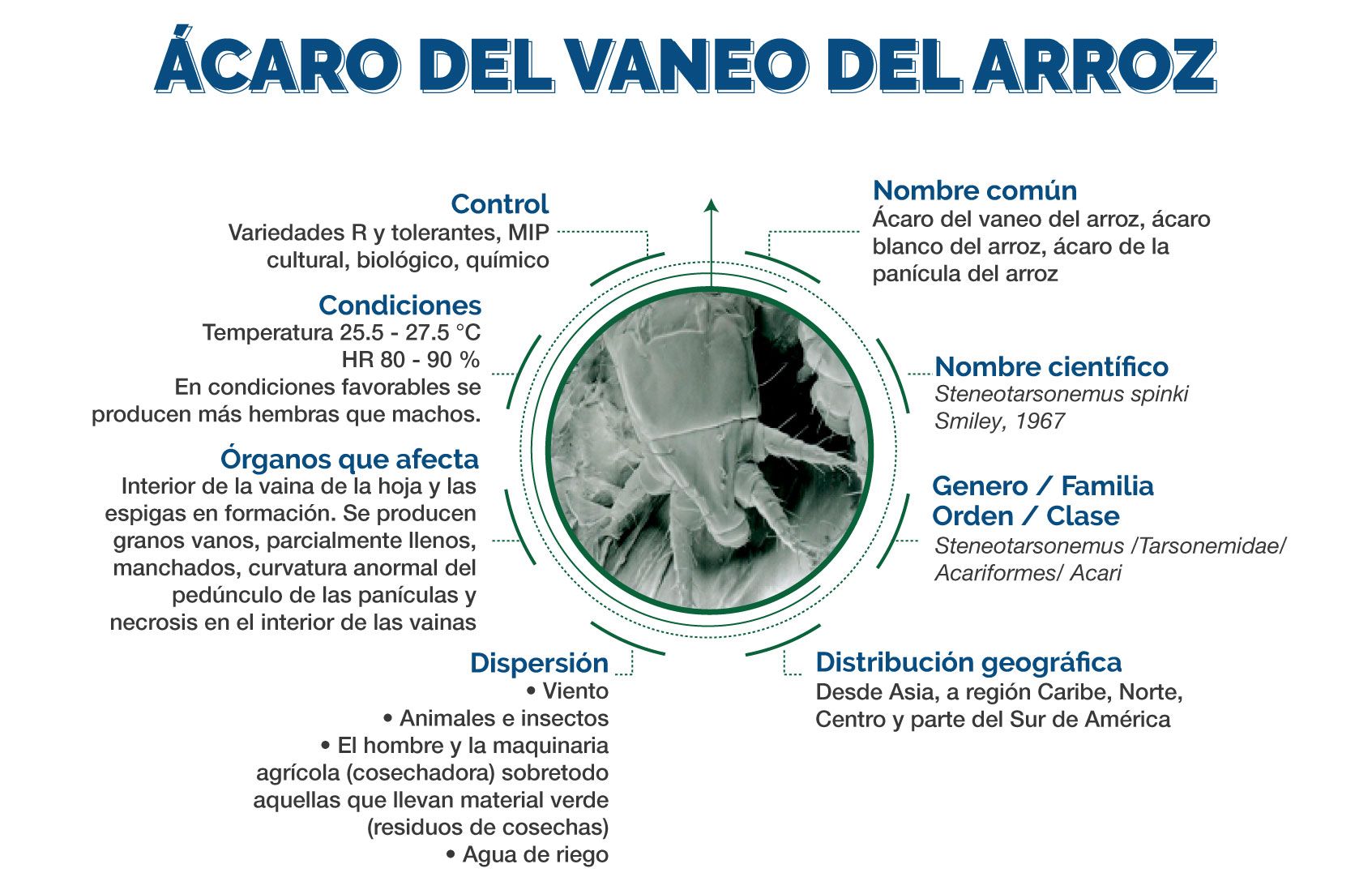 Infografía Ácaro Vaneo Arroz