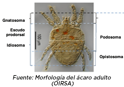 Morfologia ácaro adulto