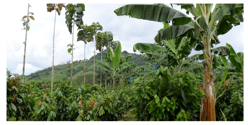 Sistema intercalado de producción de cacao, Colombia