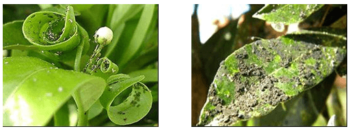 Daños típicos producidos por pulgones sobre las plantas