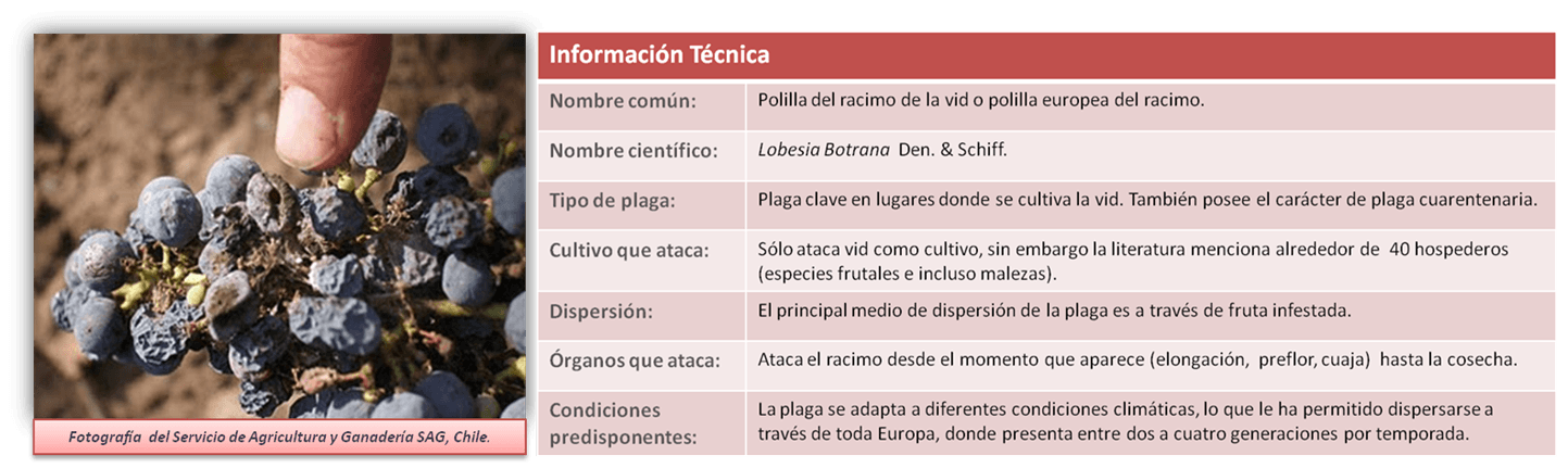 Informacion Tecnica sobre la Polilla de la Vid