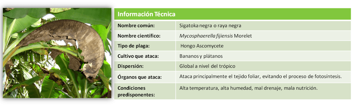 Informacion Tecnica Sigatoka Negra