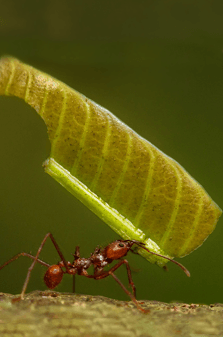 El bicho reina: la madre de todos los bichos y la mayor amenaza