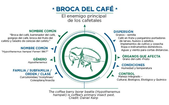 Infografía Broca del Café