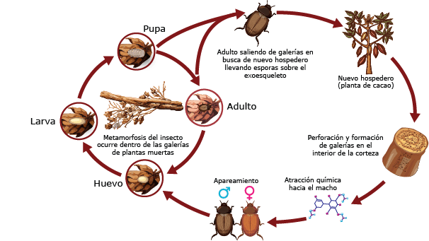 ciclo vida barrenador cacao