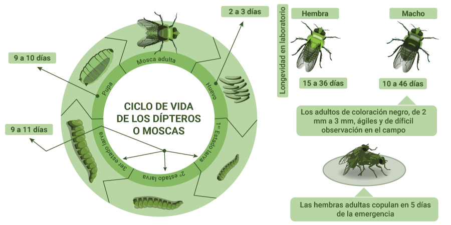 ciclo vida mosca drosophila