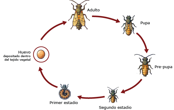 Ciclo vida thrips del banano