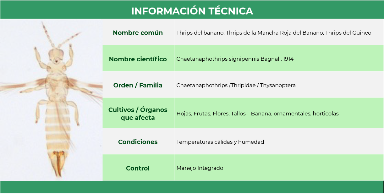 Ficha técnica Thrips del banano