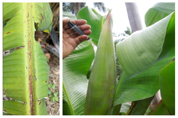 Daños del Thrips del banano a las plantas