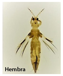 Thrips del banano hembra