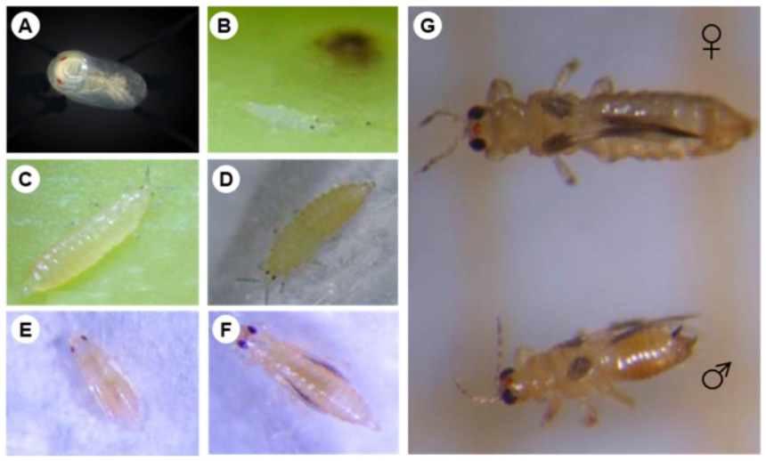 Fotografía ciclo de vida thrips banano