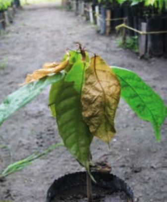 Síntomas de necrosis en hojas de plántulas de cacao causada por Phytophthora