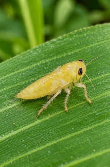 Diabrotica speciosa