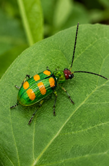 Diabrotica speciosa