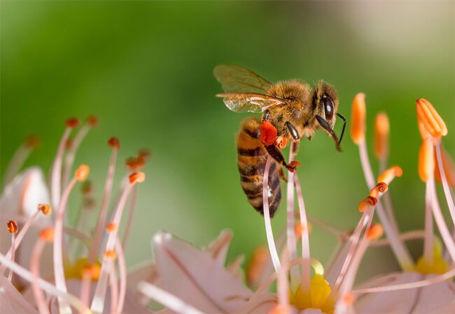 Protección-Abejas