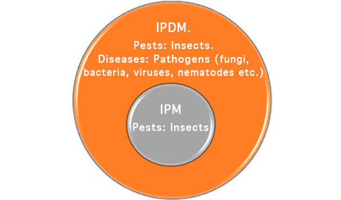 IPM1