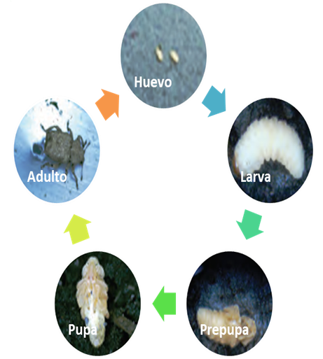 gusano-blanco-ciclo-de-vida