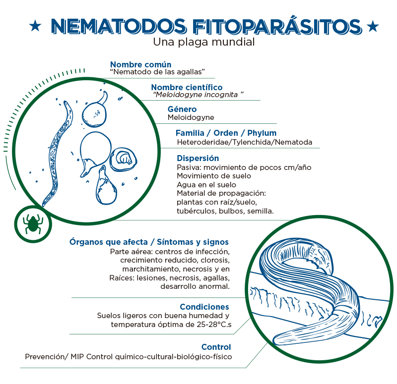 Infografía Nematodos fitoparásitos