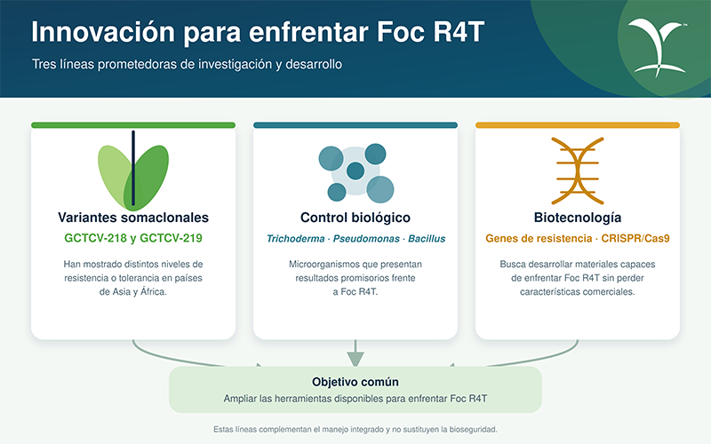 R4T-innovacion.png