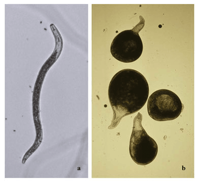 Morfología de nematodos fitoparásitos