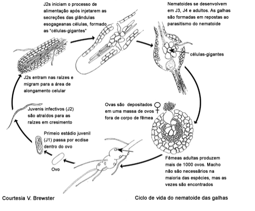 Ciclo de vida nematodos fitoparásitos